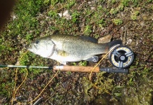  Captura de Pesca con Mosca de Bass de boca grande - Lubina Negra por LUIS SÁNCHEZ ANAYA – Fly dreamers