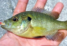  Foto de Pesca con Mosca de Sunfish por Hai Truong – Fly dreamers 