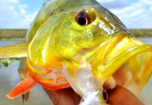  Foto de Pesca con Mosca de Tucunare - Pavón compartida por Hai Truong – Fly dreamers