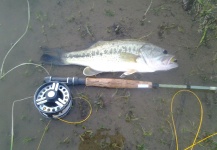  Fotografía de Pesca con Mosca de Bass de boca grande - Lubina Negra por LUIS SÁNCHEZ ANAYA – Fly dreamers 