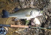  Imagen de Pesca con Mosca de Bass de boca grande - Lubina Negra compartida por LUIS SÁNCHEZ ANAYA – Fly dreamers