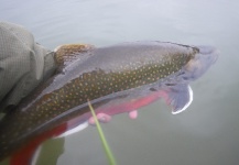 Fly-fishing Picture of Brook trout shared by Nicolas  Grosz – Fly dreamers