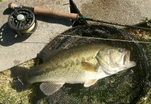 Luke Alder 's Fly-fishing Image of a Largemouth Bass – Fly dreamers 