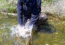 Dan Frasier 's Fly-fishing Image of a Carp – Fly dreamers 