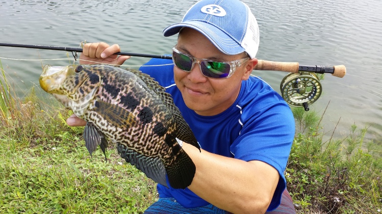 Jaguar guapote caught in Miami, FL.  These turbo charged cichlids are a blast &amp; can't resist fast &amp; long strips.