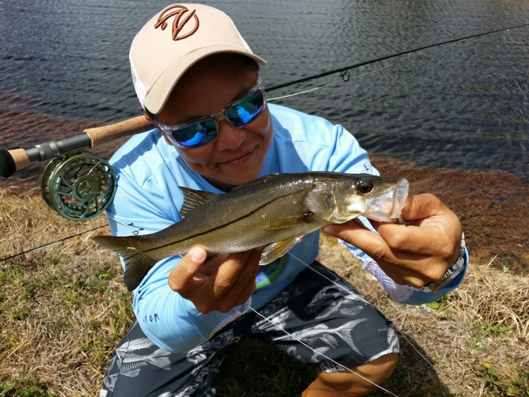 Freshy snook caught in Miami, FL over 40 miles inland.