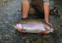 Alex Habibeh 's Fly-fishing Catch of a Rainbow trout – Fly dreamers 