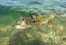 Hai Truong 's Fly-fishing Photo of a Peacock Bass – Fly dreamers 