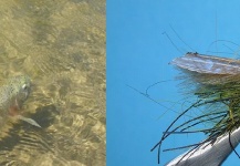 Impressive Fly-fishing Situation of Rainbow trout - Picture shared by Chip Drozenski – Fly dreamers