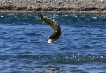  Imagen de Pesca con Mosca de Trucha marrón compartida por Chip Drozenski – Fly dreamers