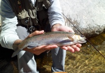 Fly-fishing Image of Rainbow trout shared by Daniel Fernandez Bernis – Fly dreamers