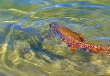  Fotografía de Pesca con Mosca de Trucha Tigre por Greg  Houska – Fly dreamers