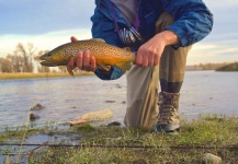 Fly-fishing Photo of Brown trout shared by Greg  Houska – Fly dreamers 