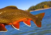 Greg  Houska 's Fly-fishing Image of a Brook trout – Fly dreamers 