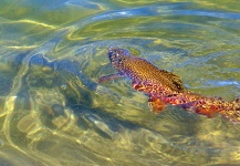 Greg  Houska 's Fly-fishing Photo of a Tiger Trout – Fly dreamers 