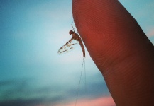 Interesting Fly-fishing Entomology Picture shared by Santiago Miraglia – Fly dreamers