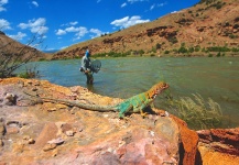 Nice Fly-fishing Situation of Rainbow trout shared by Greg  Houska 