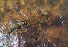 Duranglers Flies And Supplies 's Fly-fishing Pic of a Brown trout – Fly dreamers 