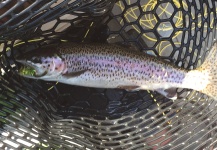 John Kelly 's Fly-fishing Photo of a Rainbow trout – Fly dreamers 