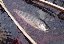 Maki Caenis 's Fly-fishing Pic of a Yamame – Fly dreamers 