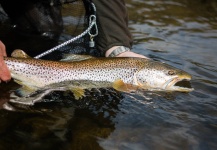 Stuart Wardle 's Fly-fishing Photo of a Brown trout – Fly dreamers 