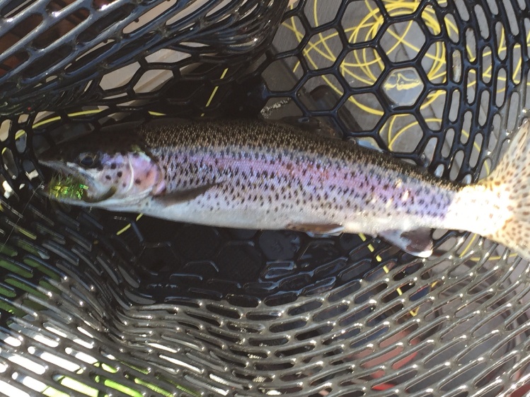 Rainbow trout using a wolly bugger