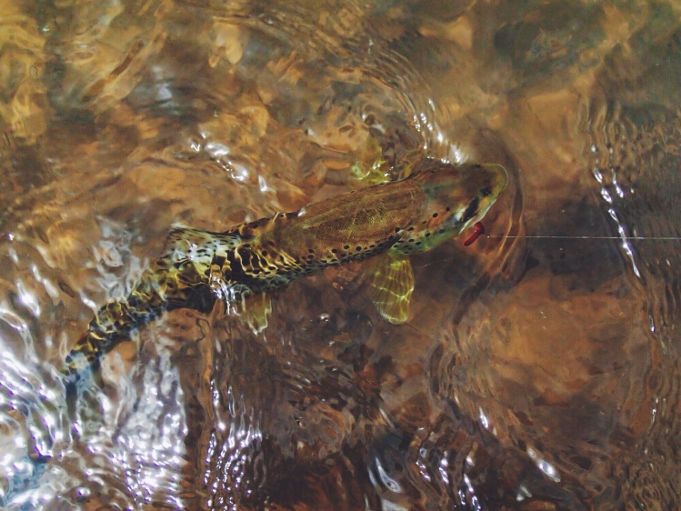 Animas brown on the purp SJ Worm