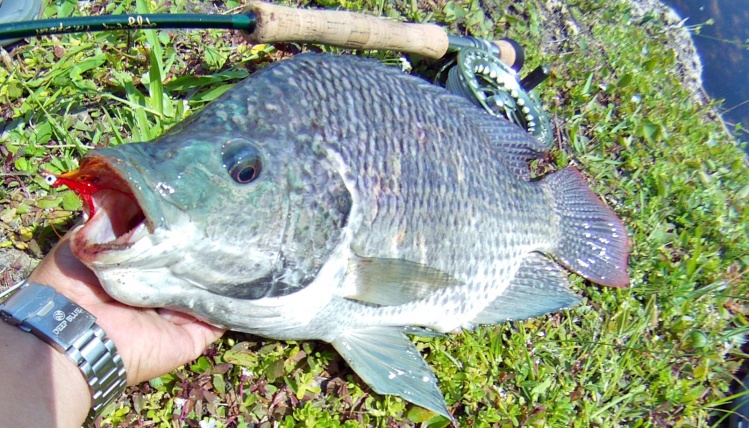 The only blue tilapia (cichlid) that has ever properly taken my artificial, and it was a fly. Very spookish herbivore, must of been a stage of spawn.   