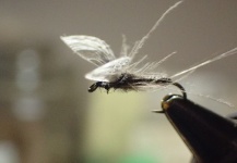 Pratice of tying Spent cdc with wally wing