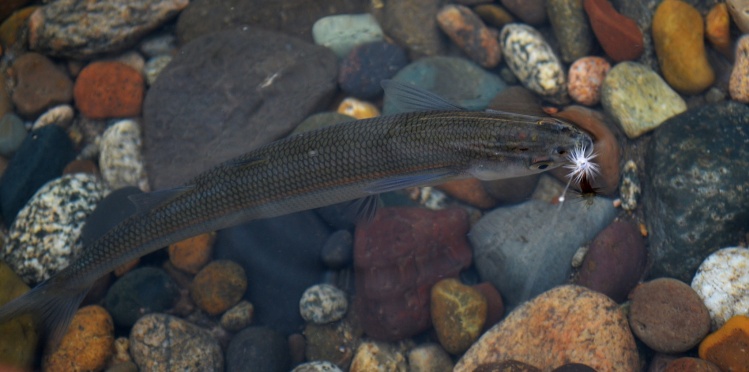 Pejerrey patagónico (Limay River)