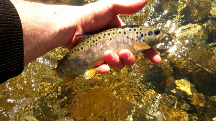 River Savinja, caught on gray red tag size 14