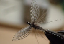 Good Fly-tying Picture by Nakamura Nobuo 