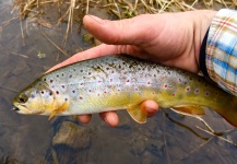  Foto de Pesca con Mosca de Trucha marrón compartida por David Henslin – Fly dreamers