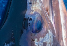  Fotografía de Pesca con Mosca de Pez vela compartida por Fergus Kelley – Fly dreamers