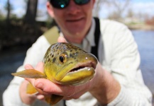 Dan Frasier 's Fly-fishing Image of a Brown trout – Fly dreamers 