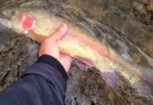 Fly-fishing Image of Rainbow trout shared by Joe Olivas – Fly dreamers