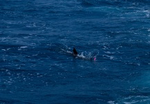 Interesting Fly-fishing Situation of Sailfish - Image shared by Fergus Kelley – Fly dreamers