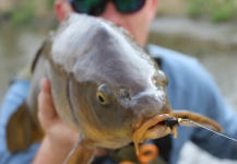 Dan Frasier 's Fly-fishing Image of a Carp – Fly dreamers 