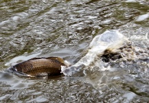 Dan Frasier 's Fly-fishing Image of a Carp – Fly dreamers 