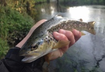 Fly-fishing Picture of Brown trout shared by Nicolas  Grosz – Fly dreamers