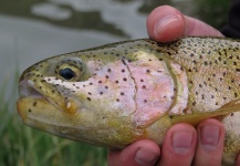  Foto de Pesca con Mosca de Trucha arcoiris compartida por Thomas Peña – Fly dreamers