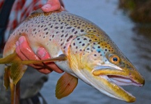 Scott Furushima 's Fly-fishing Pic of a Brown trout – Fly dreamers 