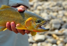 Fly-fishing Photo of Rio grande cutthroat shared by Dave  Brown  – Fly dreamers 