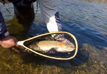 Claudio Romero 's Fly-fishing Picture of a Rainbow trout – Fly dreamers 