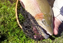 Fly-fishing Photo of Rainbow trout shared by Claudio Romero – Fly dreamers 