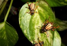  Fotografía de atado de moscas para Barbo por Rafa Garcia – Fly dreamers 