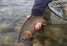 Robby Gaworski 's Fly-fishing Catch of a Cutthroat – Fly dreamers 