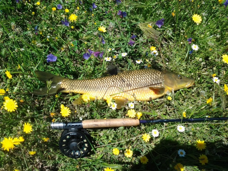 Barbo entre flores