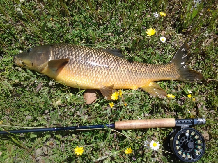 Barbo pescado con una pallareta.