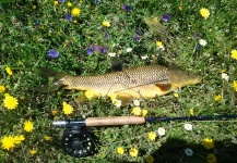  Imagen de Pesca con Mosca de Barbo compartida por LUIS SÁNCHEZ ANAYA – Fly dreamers